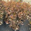 Red-leaf smoke bush in a black pot with airy white flower clusters, nursery setting.