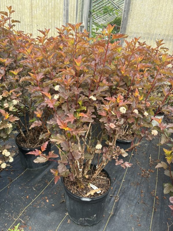 Red-leaf smoke bush in a black pot with airy white flower clusters, nursery setting.
