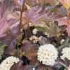 Purple-leaved ornamental shrub with round clusters of tiny white flowers, close-up view in a garden.