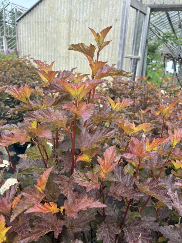 Close-up of a shrub with red to yellow autumn leaves; a greenhouse is in the blurred background.