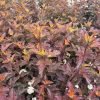 Purple-leaved smoke bush with small white flower clusters in a garden bed.