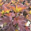Close-up of reddish-purple autumn leaves with orange new growth on a bushy shrub; small white flower clusters visible in the background.