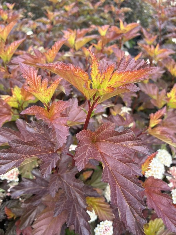 Close-up of reddish-purple autumn leaves with orange new growth on a bushy shrub; small white flower clusters visible in the background.