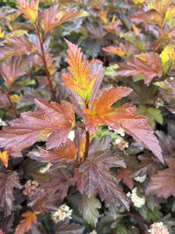 Close-up of orange-red autumn leaves with serrated edges on a shrub.