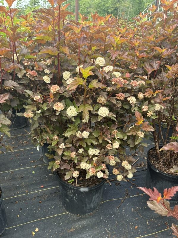 Potted smoke bush with burgundy leaves and cream rounded flower clusters in a nursery setting