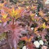 Close-up of red-purple, serrated leaves on a shrub with small white flower clusters in the background, suggesting autumn foliage variety.