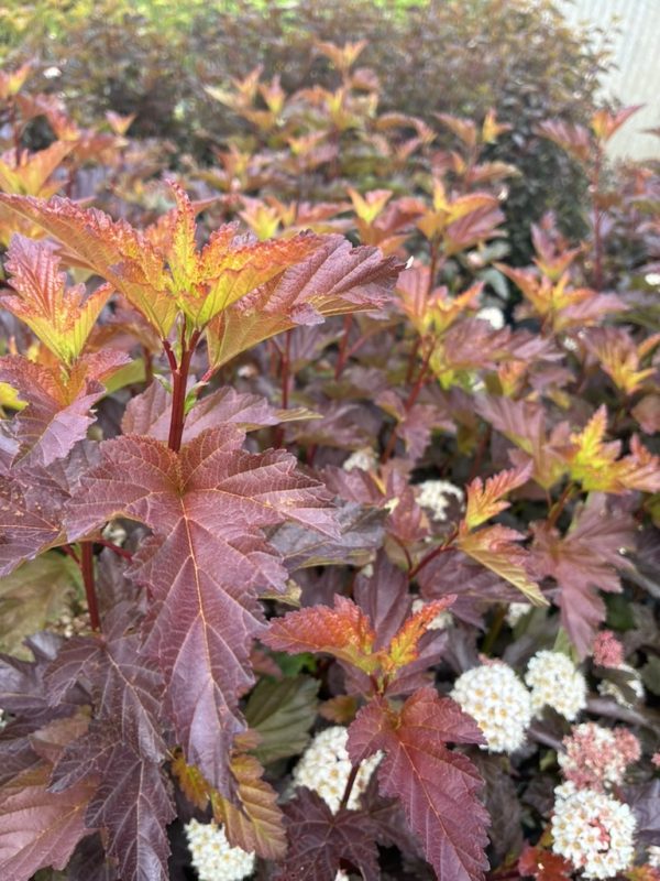 Close-up of red-purple, serrated leaves on a shrub with small white flower clusters in the background, suggesting autumn foliage variety.
