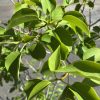 Close-up of bright green, glossy leaves on a small shrub with slender brown branches in sunlight.
