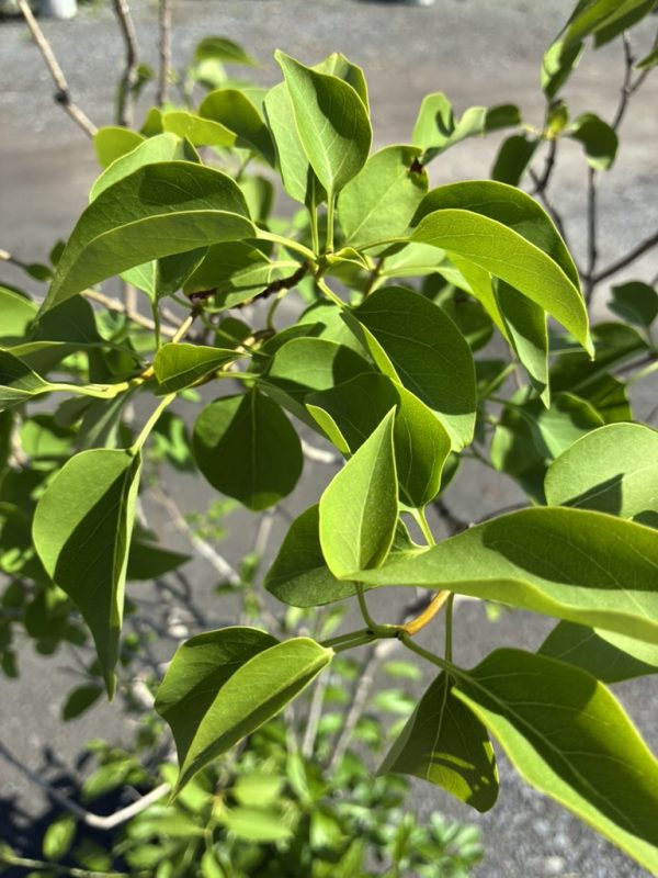 Close-up of bright green, glossy leaves on a small shrub with slender brown branches in sunlight.