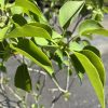 Close-up of bright green leaves on a shrub, sunlit with a blurred parking lot in the background.