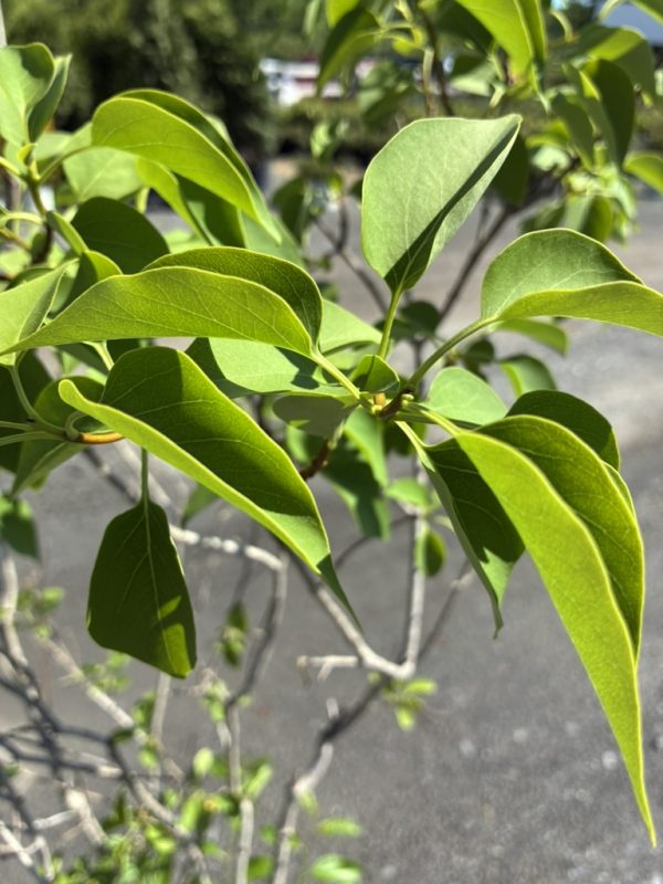Close-up of bright green leaves on a shrub, sunlit with a blurred parking lot in the background.