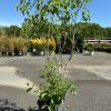 Young deciduous tree in a black nursery pot with multiple trunks and bright green leaves on a gravel lot under a clear blue sky.