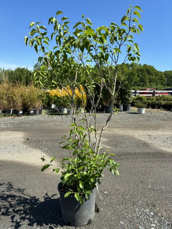 Young deciduous tree in a black nursery pot with multiple trunks and bright green leaves on a gravel lot under a clear blue sky.