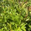 Close-up of bright green maple-like leaves with red-tinged edges on a dense shrub