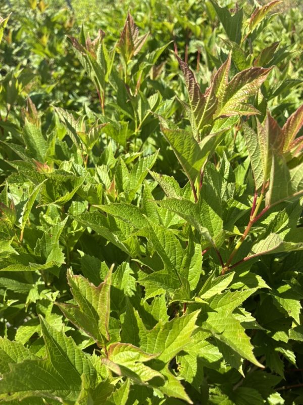 Close-up of bright green maple-like leaves with red-tinged edges on a dense shrub