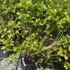 Bushy green shrub with lobed leaves in a black nursery pot on gravel outside.