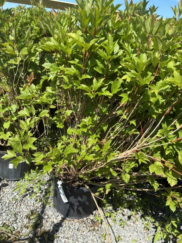 Bushy green shrub with lobed leaves in a black nursery pot on gravel outside.