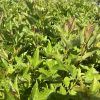 Close-up of a dense hedge with bright green, serrated leaves and red-tinged new growth in sunlight.