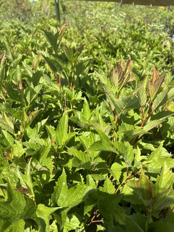 Close-up of a dense hedge with bright green, serrated leaves and red-tinged new growth in sunlight.