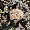 Cluster of small white flowers with pink-tipped stamens on dark burgundy leaves (ornamental shrub).**