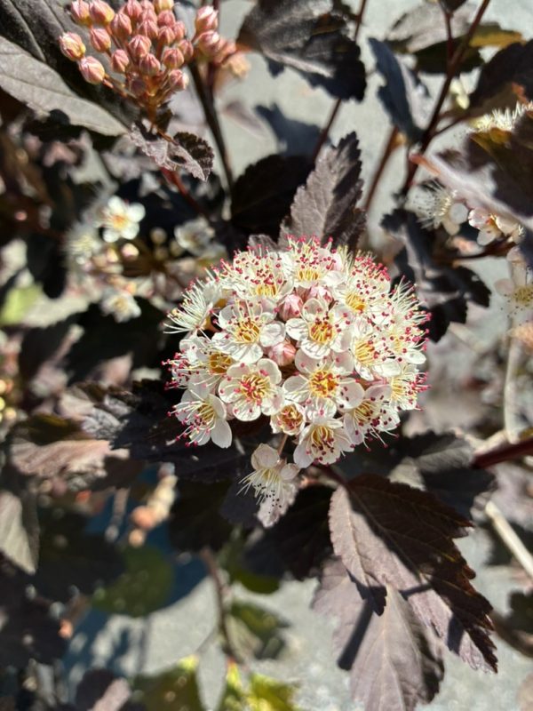 Cluster of small white flowers with pink-tipped stamens on dark burgundy leaves (ornamental shrub).**