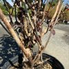 Multi‑stem shrub in a black pot with peeling brown bark and small reddish leaves; appears stressed or recently pruned.