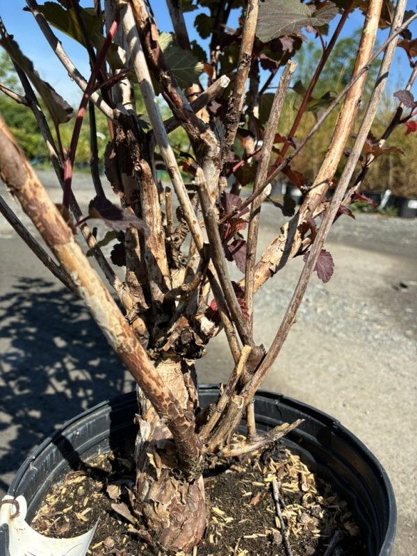 Multi‑stem shrub in a black pot with peeling brown bark and small reddish leaves; appears stressed or recently pruned.