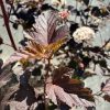 Purple-red smokebush leaves with pale, fluffy flower clusters in the background while sunlit.