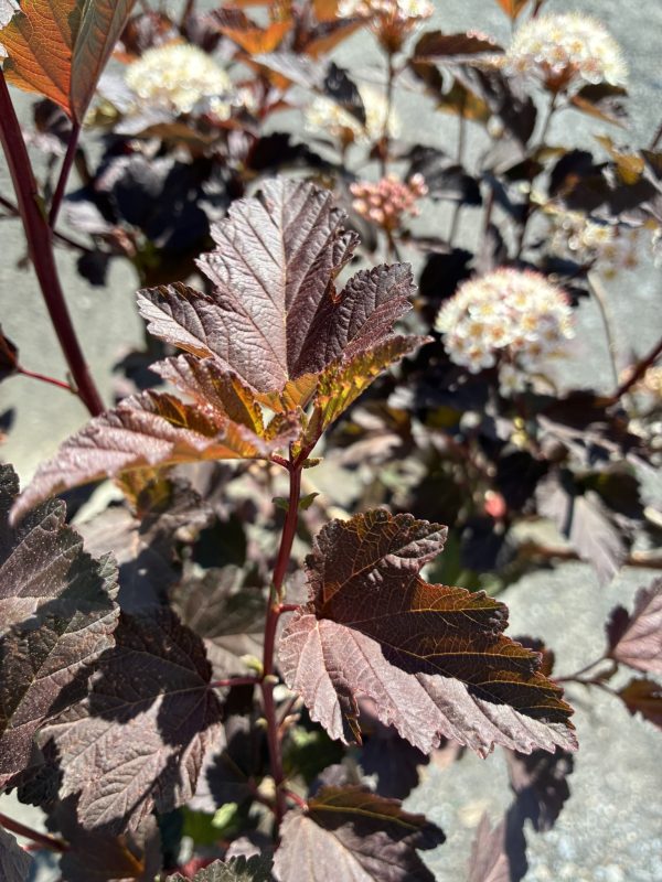 Purple-red smokebush leaves with pale, fluffy flower clusters in the background while sunlit.