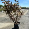 Potted flowering shrub with red-tinged leaves and pink cluster blooms in a gravel lot under a blue sky.