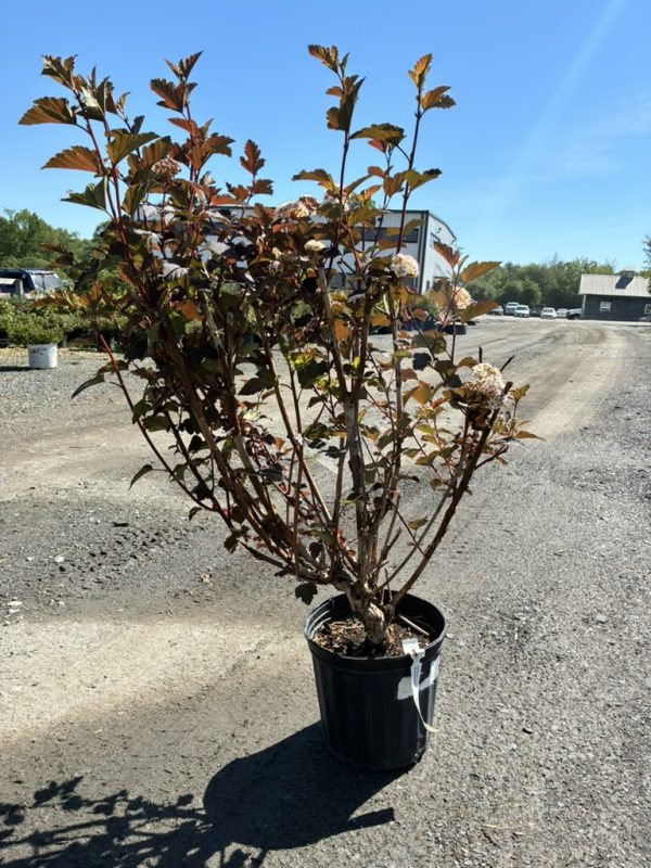 Potted flowering shrub with red-tinged leaves and pink cluster blooms in a gravel lot under a blue sky.