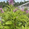 Green leafy shrub with pink flower spikes in a garden; a greenhouse is visible in the background.