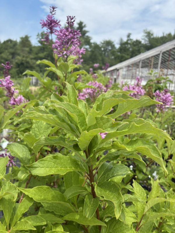 Green leafy shrub with pink flower spikes in a garden; a greenhouse is visible in the background.