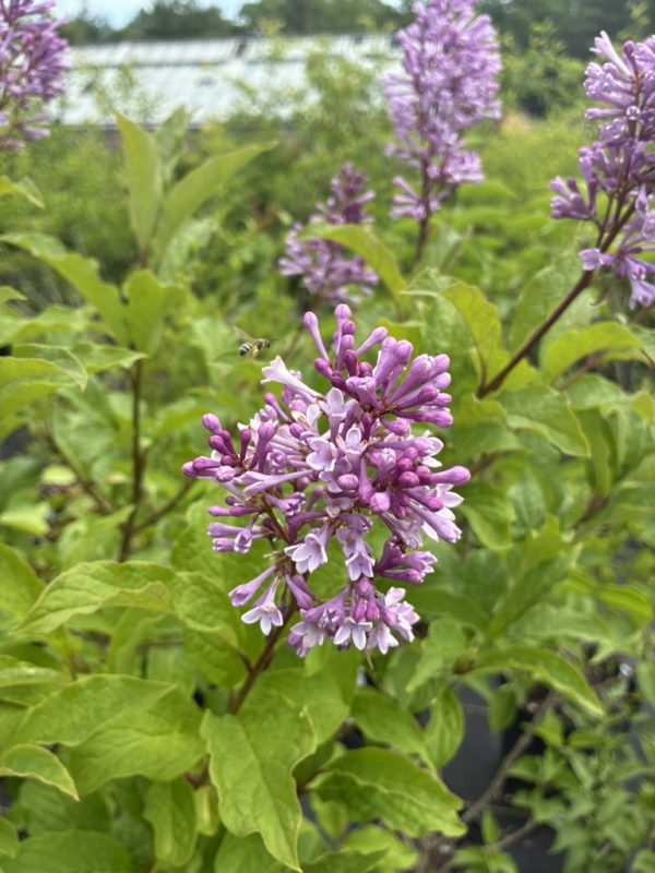 Purple lilac blossoms in a green shrub with a bee nearby.