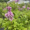 Pink lilac blossoms in a greenhouse nursery with lush green foliage around the flowering shrubs.