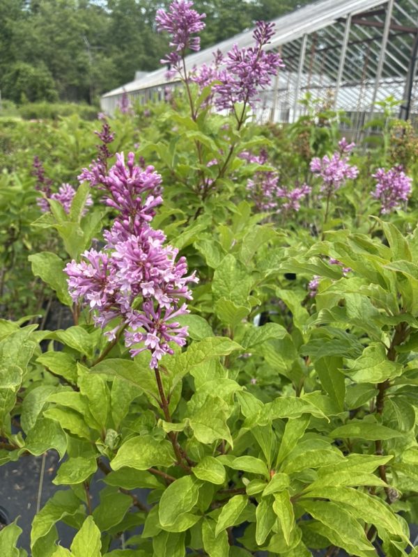Pink lilac blossoms in a greenhouse nursery with lush green foliage around the flowering shrubs.