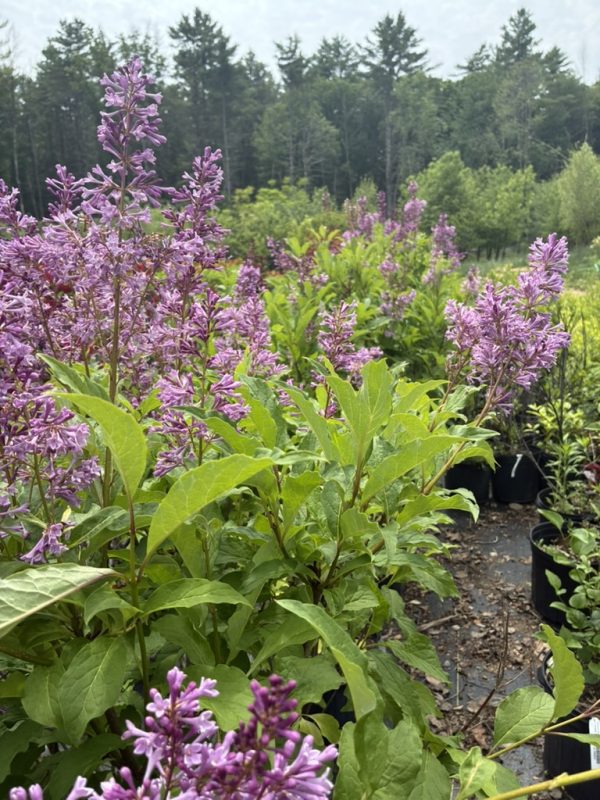 Purple flowering lilac shrubs in pots at a plant nursery with trees in the background.