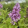 Purple lilac flowers cluster on a leafy shrub in a sunny garden, with a blurred greenhouse in the background.