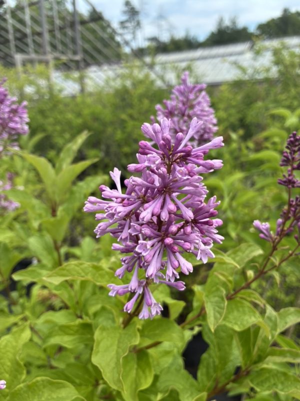 Purple lilac flowers cluster on a leafy shrub in a sunny garden, with a blurred greenhouse in the background.
