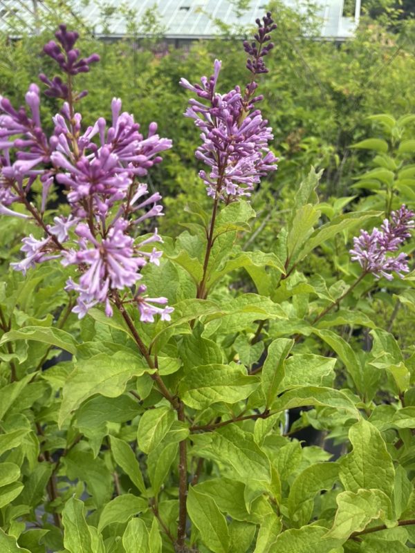 Purple lilac flower spikes with bright green leaves, in a garden with a greenhouse in the background.