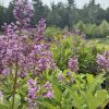 Purple flower spikes rising from green leafy plants in a garden bed with a forest in the background.