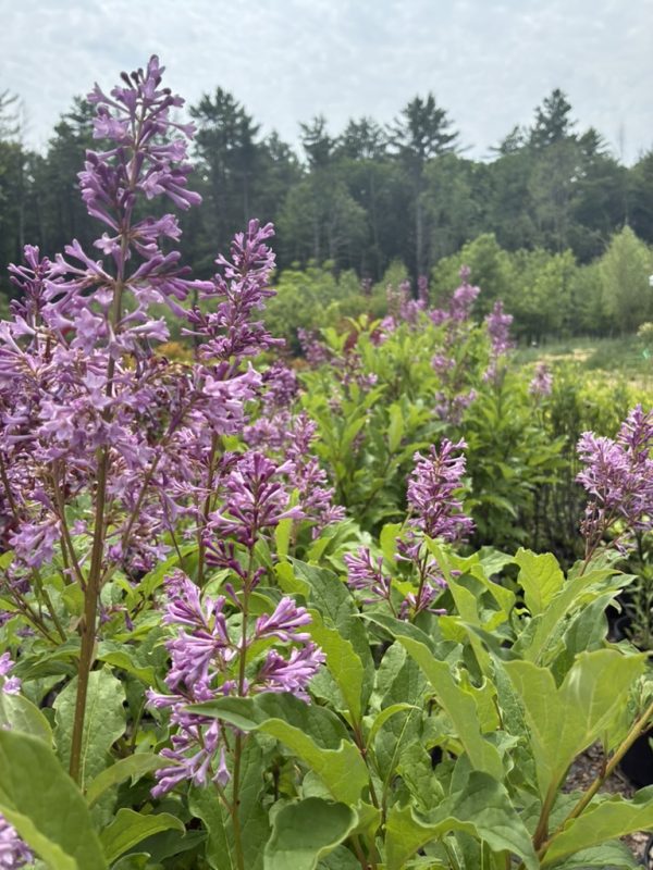 Purple flower spikes rising from green leafy plants in a garden bed with a forest in the background.