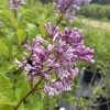 Purple lilac blossoms with a bee perched on the flowers in a garden setting.