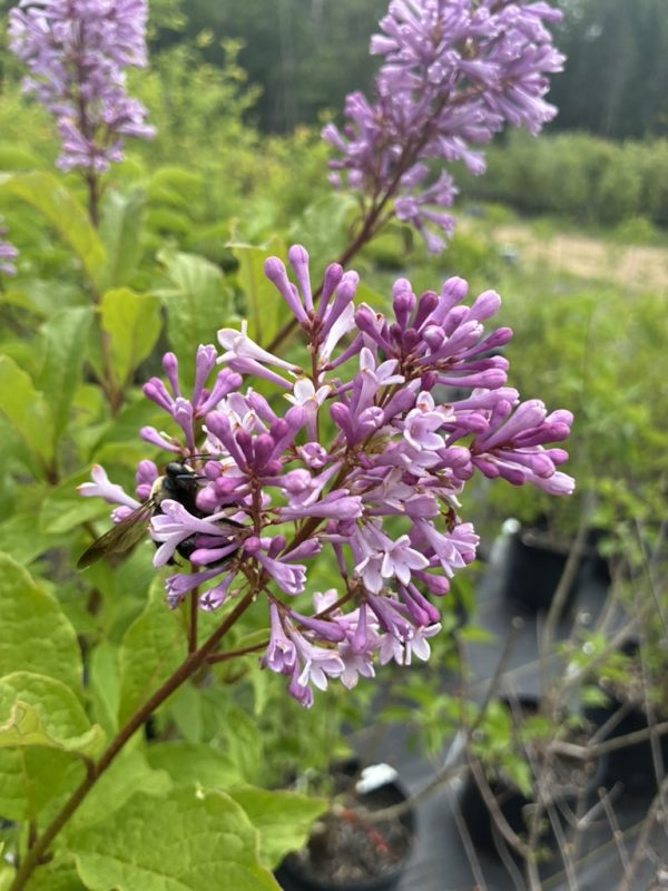 Purple lilac blossoms with a bee perched on the flowers in a garden setting.