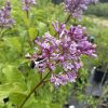 Purple lilac blossoms with a bee gathering nectar on a sunny bush in a garden setting