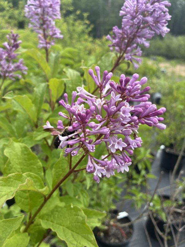 Purple lilac blossoms with a bee gathering nectar on a sunny bush in a garden setting