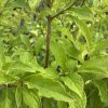 Close-up of bright green leaves on a brown-stemmed shrub, dense foliage visible at the tips of branches.
