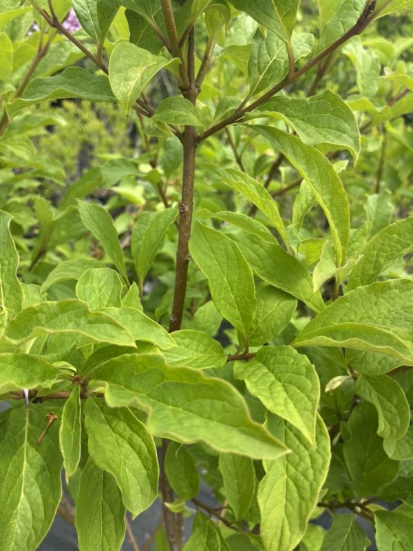 Close-up of bright green leaves on a brown-stemmed shrub, dense foliage visible at the tips of branches.