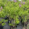 Lilac shrubs in black pots with pink flower clusters in a plant nursery, greenhouse in the background.