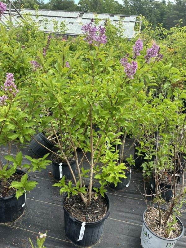Lilac shrubs in black pots with pink flower clusters in a plant nursery, greenhouse in the background.